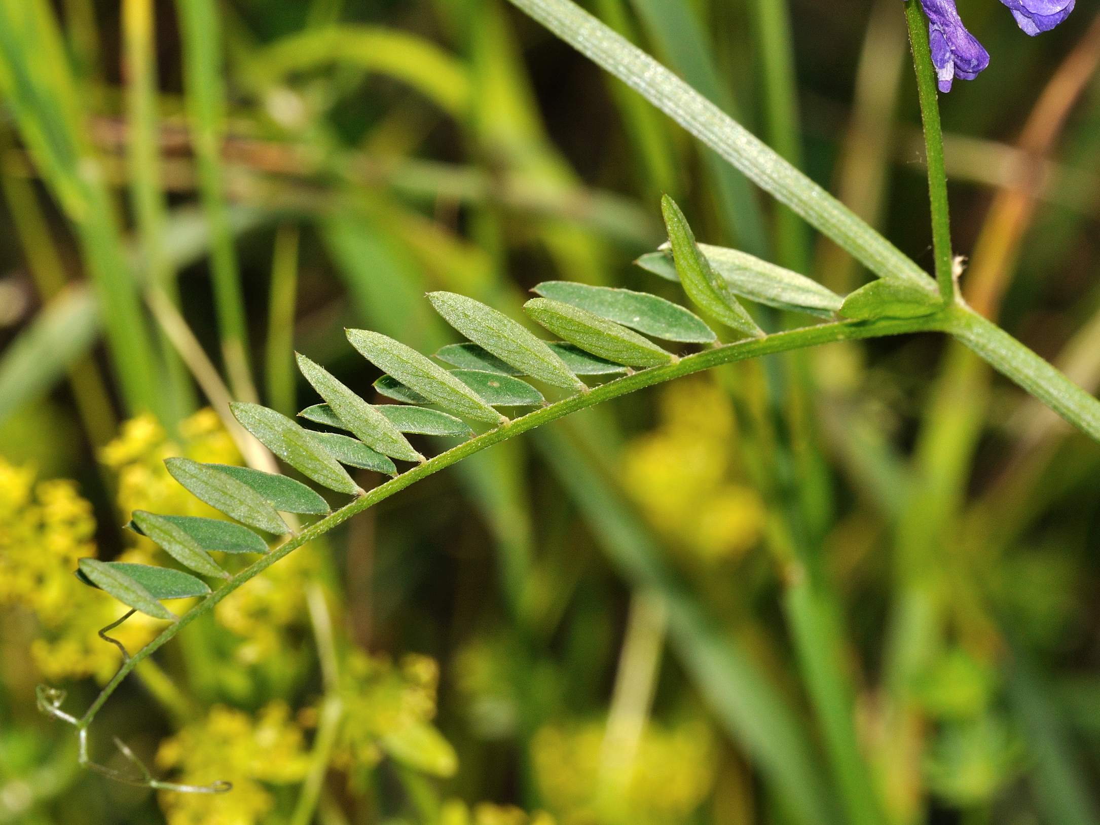 Vicia cracca group